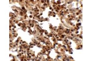 Immunohistochemistry (IHC) image for anti-FXYD Domain Containing Ion Transport Regulator 7 (FXYD7) (N-Term) antibody (ABIN1031389) (FXYD7 anticorps  (N-Term))