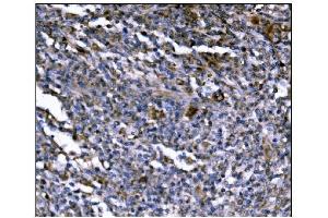IHC analysis of ERAP2 using anti-ERAP2 antibody (ABIN7599949).