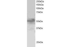 ABIN185047 staining (1µg/ml) of H460 lysate (RIPA buffer, 30µg total protein per lane). (FOXQ1 anticorps  (N-Term))