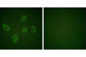 Peptide - +Immunofluorescence analysis of HuvEc cells, using Caspase 9 (Ab-125) antibody (Caspase 9 anticorps)