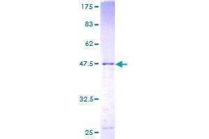 Image no. 1 for GINS Complex Subunit 3 (Psf3 Homolog) (GINS3) (AA 1-216) protein (GST tag) (ABIN1355111)