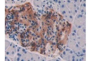 IHC-P analysis of Mouse Pancreas Tissue, with DAB staining. (BMP7 anticorps  (AA 292-430))