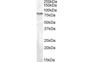ABIN263220 (1µg/ml) staining of HepG2 lysate (35µg protein in RIPA buffer). (SEL1L anticorps  (Internal Region))