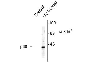 Western blots of HeLa cell lysates that had been treated with UV or untreated (Control) showing specific immunolabeling of the ~39k p38 MAPK protein phosphorylated at Thr180 and Tyr182 . (MAPK14 anticorps  (pThr180, pTyr182))