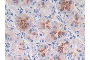 DAB staining on IHC-P; Samples: Human Stomach Tissue (MUC3B anticorps  (AA 836-931))