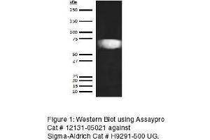 Western Blotting (WB) image for anti-Hemopexin (HPX) antibody (Biotin) (ABIN613185) (Hemopexin anticorps  (Biotin))