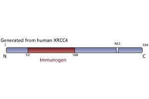 Image no. 4 for anti-X-Ray Repair Complementing Defective Repair in Chinese Hamster Cells 4 (XRCC4) (AA 53-168) antibody (ABIN968566)