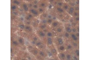IHC-P analysis of Rat Tissue, with DAB staining. (Prothrombin anticorps  (AA 201-323))