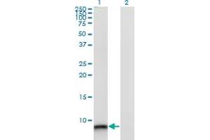Western Blot analysis of S100A12 expression in transfected 293T cell line by S100A12 monoclonal antibody (M10A), clone 1F10. (S100A12 anticorps  (AA 1-92))
