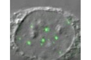 Image no. 1 for anti-DEAD (Asp-Glu-Ala-Asp) Box Polypeptide 20 (DDX20) (AA 368-548) antibody (ABIN108547) (DDX20 anticorps  (AA 368-548))