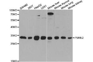 Western blot analysis of extracts of various cell lines, using PSME2 antibody (ABIN5973243) at 1/1000 dilution. (PSME2 anticorps)