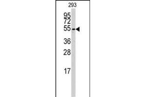Western blot analysis of anti-CYP26B1 Antibody (C-term) (ABIN392528 and ABIN2842083) in 293 cell line lysates (35 μg/lane). (CYP26B1 anticorps  (C-Term))