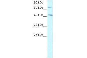 WB Suggested Anti-SEMA4A Antibody Titration: 1.