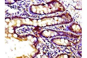 Immunohistochemistry of paraffin-embedded human small intestine tissue using ABIN7153343 at dilution of 1:100 (GPR39 anticorps  (AA 345-453))