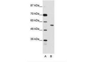 Image no. 1 for anti-Bromodomain Containing 3 (BRD3) (N-Term) antibody (ABIN203206) (BRD3 anticorps  (N-Term))