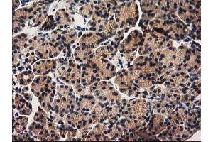 Image no. 6 for anti-Pyrroline-5-Carboxylate Reductase 3 (PYCRL) antibody (ABIN1500522)