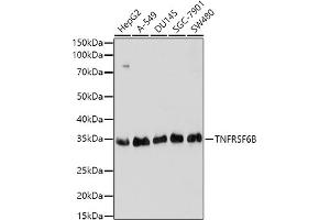 Western blot analysis of extracts of various cell lines, using TNFRSF6B antibody (ABIN3021023, ABIN3021024, ABIN3021025 and ABIN6213919) at 1:1000 dilution. (TNFRSF6B anticorps  (AA 35-300))