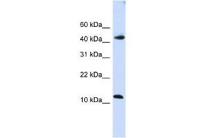 ApoBEC3F antibody used at 1 ug/ml to detect target protein.