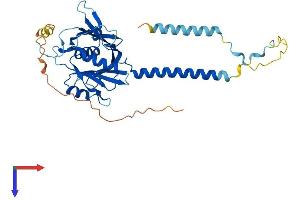 AlphaFold protein structure predicition of Human Recombinant BRIX1 Protein, UniprotID Q8TDN6