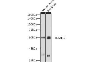 Western blot analysis of extracts of various cell lines, using TOM1L2 antibody (ABIN7270733) at 1:1000 dilution. (TOM1L2 anticorps)