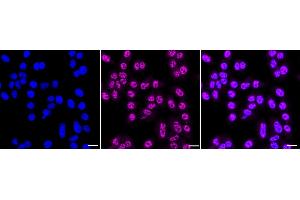 anti-Polyamine Modulated Factor 1 (PMF1) antibody