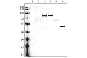 Lanes: 1:non-transfected cells, 2:V5-tagged empty plasmid, 3:protein A (V5-tagged), 4:protein B (V5-tagged), 5:protein C (V5-tagged), 6:protein D (V5-tagged), Protocol and data courtesy of Dr. (V5 Epitope Tag anticorps)