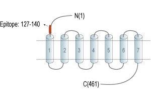 anti-Calcitonin Receptor-Like (CALCRL) (AA 127-140), (Extracellular), (N-Term) antibody (PE)
