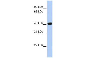 WB Suggested Anti-CXADR Antibody Titration:  0. (Coxsackie Adenovirus Receptor anticorps  (N-Term))