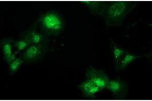 Anti-PBLD mouse monoclonal antibody (ABIN2453424) immunofluorescent staining of COS7 cells transiently transfected by pCMV6-ENTRY PBLD (RC202328). (PBLD1 anticorps)