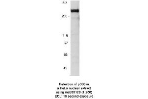 Image no. 2 for anti-E1A Binding Protein P300 (EP300) (AA 1572-2371) antibody (ABIN363282) (p300 anticorps  (AA 1572-2371))