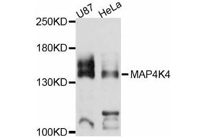 Western blot analysis of extracts of various cell lines, using MAP4K4 antibody (ABIN4904299) at 1:3000 dilution. (MAP4K4 anticorps)