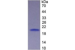 Image no. 1 for CD27 Molecule (CD27) (AA 19-188) (Active) protein (His tag) (ABIN6239820)