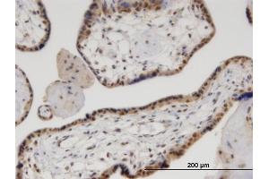 Immunoperoxidase of monoclonal antibody to VCP on formalin-fixed paraffin-embedded human placenta.
