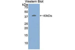 Western Blotting (WB) image for anti-Corin, Serine Peptidase (CORIN) (AA 70-136) antibody (ABIN1858498)