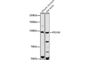 Western blot analysis of extracts of various cell lines, using PRDM9 antibody (ABIN7269501) at 1:1000 dilution.