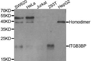 Western blot analysis of extracts of various cell lines, using ITGB3BP antibody. (ITGB3BP anticorps)