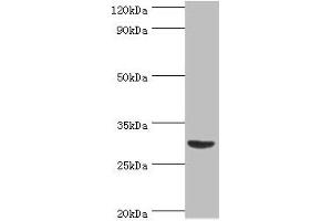 Western blot All lanes: Tumor necrosis factor ligand superfamily member 13B antibody at 2 μg/mL + Mouse liver tissue Secondary Goat polyclonal to rabbit IgG at 1/10000 dilution Predicted band size: 32, 30, 18 kDa Observed band size: 32 kDa (BAFF anticorps  (AA 76-285))