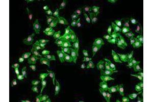 Immunofluorescence (IF) image for anti-Tripartite Motif Containing 28 (TRIM28) antibody (ABIN2666087)