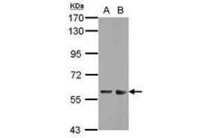 Image no. 2 for anti-Zinc Finger and SCAN Domain Containing 32 (ZSCAN32) (AA 64-237) antibody (ABIN1501845) (Zinc Finger and SCAN Domain Containing 32 (ZSCAN32) (AA 64-237) anticorps)