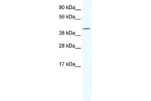 Western Blot showing IRX6 antibody used at a concentration of 1-2 ug/ml to detect its target protein. (IRX6 anticorps  (C-Term))