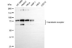 Western blotting analysis using transferrin receptor antibody (ABIN7800603). (Recombinant Transferrin Receptor anticorps)