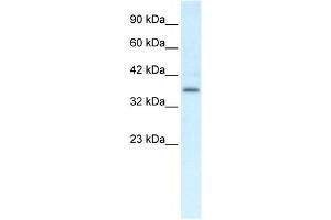 CMKLR1 antibody (70R-10508) used at 0. (CMKLR1 anticorps  (C-Term))