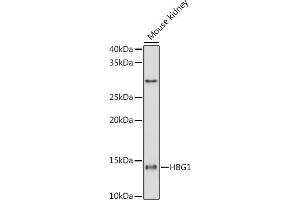Western blot analysis of extracts of Mouse kidney cells, using HBG1 antibody (ABIN1679149, ABIN1679148, ABIN7101336 and ABIN7101337) at 1:1000 dilution. (HBG1/2 anticorps)