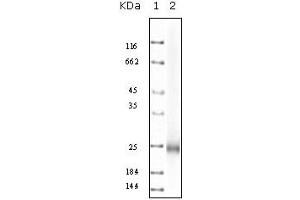 Western Blotting (WB) image for anti-Interleukin 10 (IL10) antibody (ABIN2464113) (IL-10 anticorps)