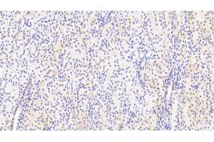 Detection of KNG1 in Human Kidney Tissue using Polyclonal Antibody to Kininogen 1 (KNG1)