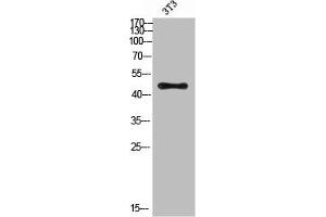 Western Blot analysis of 3T3 cells using Antibody diluted at 500. (E2F3 anticorps  (acLys168))