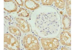 Immunohistochemistry of paraffin-embedded human kidney tissue using ABIN7151751 at dilution of 1:100