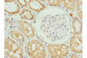 Immunohistochemistry of paraffin-embedded human kidney tissue using ABIN7151751 at dilution of 1:100 (PROCR anticorps  (AA 18-210))