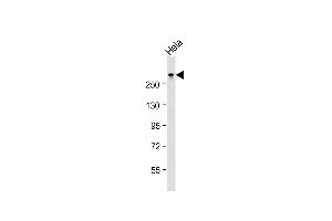 Anti-TPR Antibody (C-term)at 1:2000 dilution + Hela whole cell lysates Lysates/proteins at 20 μg per lane. (TPR anticorps  (C-Term))