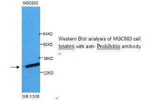 Image no. 1 for anti-Prohibitin (PHB) antibody (ABIN790859) (Prohibitin anticorps)